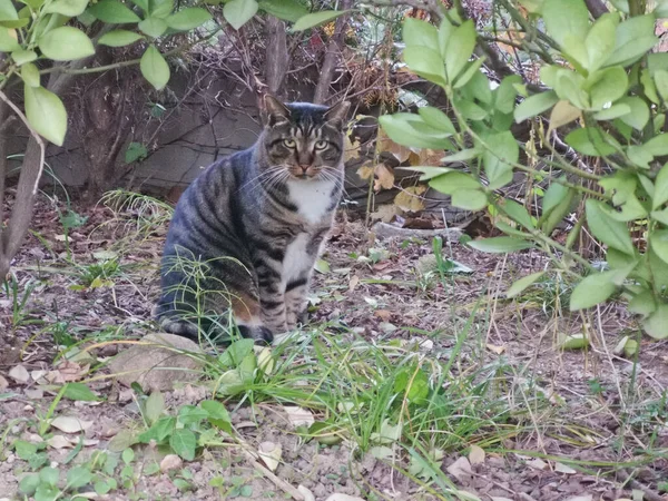 Gros Gros Chat Tabby Assis Regarde Sous Forêt Tunnel Plantes — Photo