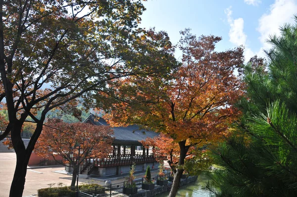 2022年 韓国の伝統木造パガドと秋の森の木 観光客が歩き回って座っている — ストック写真