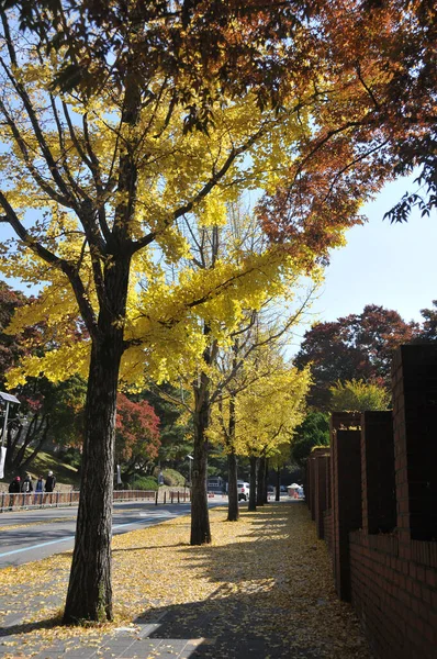 韓国のソウルで朝の路地で秋に銀座黄色い葉の木 — ストック写真