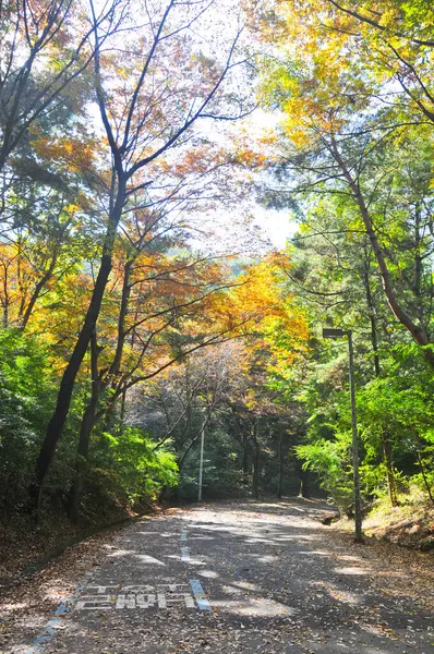 Дорога Корейским Текстом Walk Way Тротуару Глубоком Лесу Осенней Листвой — стоковое фото