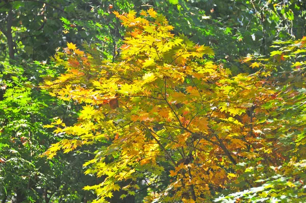 Fall maple leaves foliage in orange and green colour in early Autumn in Seoul, South Korea