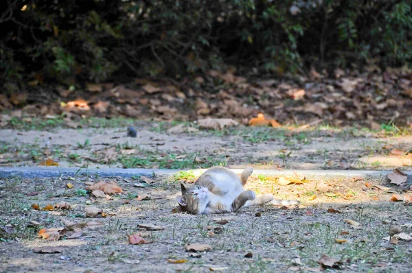 Cute wild fat cat sleeps on the groun of the forest of Seoul, South Korea