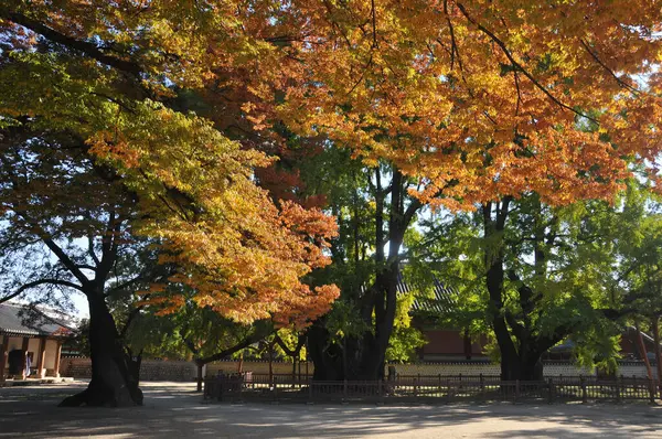 ソウトコリア October 2022 紅葉の木が付いている秋のサンキンクワン大学の偉大なグランドギンクゴの木そしてメイングランド — ストック写真