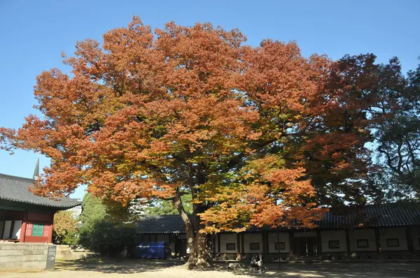 Сеул Южная Корея Октября 2022 Великое Грандиозное Кленовое Дерево Студенты — стоковое фото