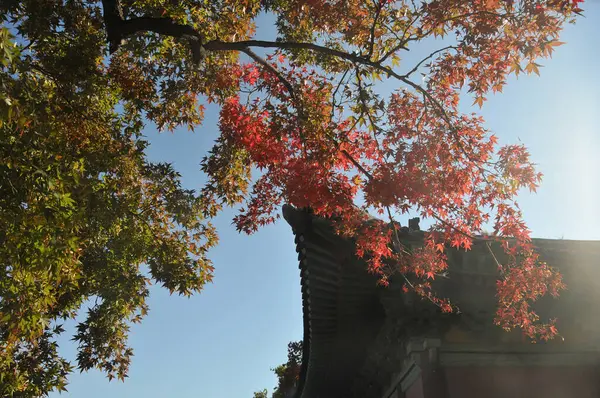 ソウルの秋に古い木製の屋根を持つ伝統的な韓国ハノックビレッジ 赤いメープルの葉 — ストック写真