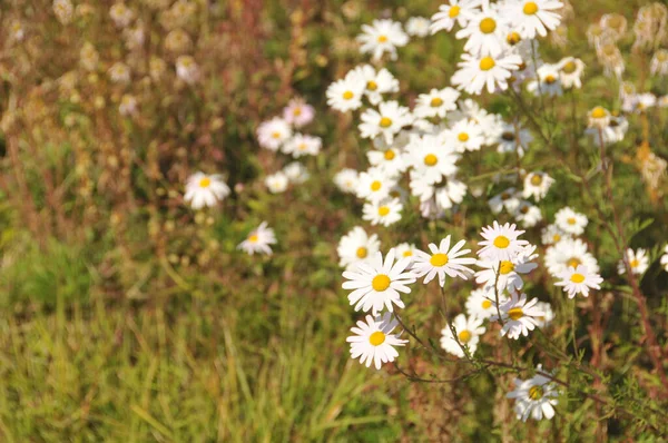 Gruppe Hübscher Weißer Gänseblümchen Blüten Nachmittag Herbst — Stockfoto