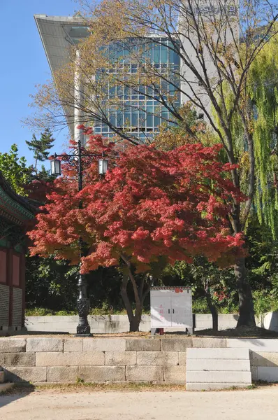 ソウトコリア October 2022 紅葉は秋の宋文ワン大学の近代的な建物の前に白い貯蔵箱が付いているマップの木の葉を残します — ストック写真