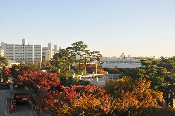 Сеул Южная Корея Октября 2022 Цветные Лиственные Деревья Осенью Различными — стоковое фото