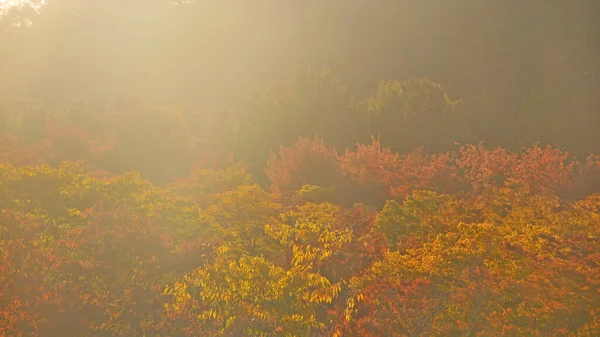 Rozmazaná Měkká Náladová Scéna Barevných Listnatých Stromů Podzim Rozptýleným Slunečním — Stock fotografie