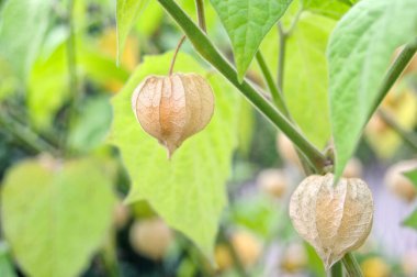 Kuru kalibreli olgun meyveli Physalis bitkisi..