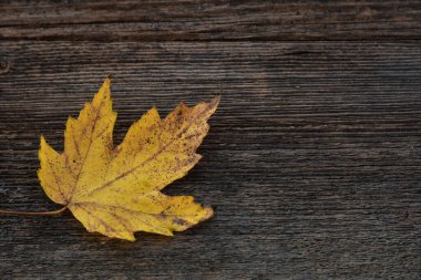 Ahşap zemin üzerinde sonbahar yaprağı