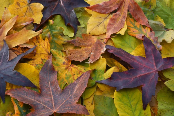 Colorful Autumn Leaves Background — Stock Photo, Image