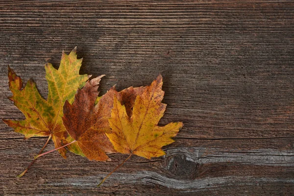 stock image autumn leaves on the wooden background 