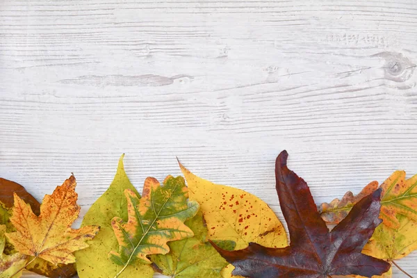 Beautiful Autumn Leaves Wooden Background — Stock Photo, Image