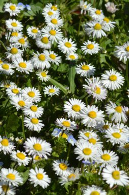 Çayırdaki güzel beyaz papatyalar, yaklaşın.