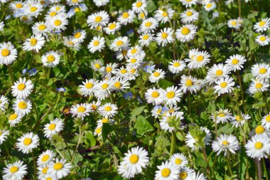 Bahçedeki beyaz papatyalar