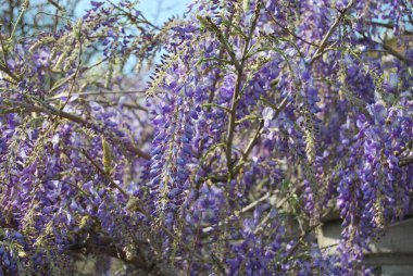 Parkta gündüz vakti mor çiçeklerle çiçek açan çalılar. 