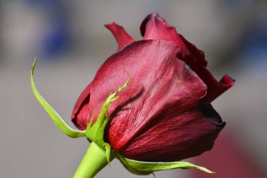 Kırmızı çiçek tomurcuğu yakın plan, flora konsepti