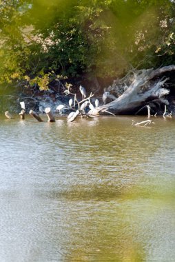 Göldeki kuru ağaçta oturan martı sürüsü. 