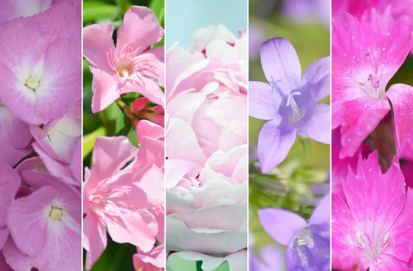 Květinové Složení Příroda Pozadí — Stock fotografie