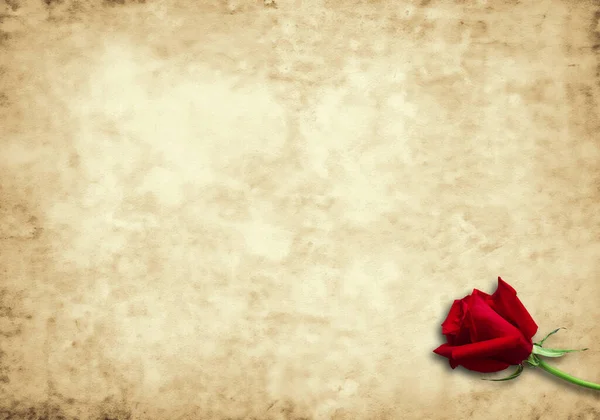 Червона Троянда Старому Паперовому Фоні — стокове фото
