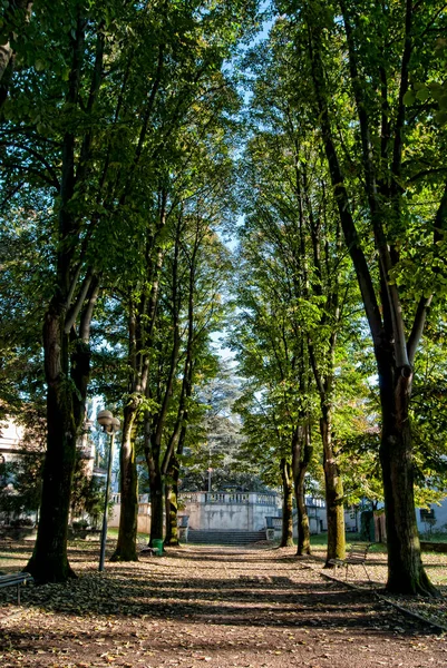 Осінній Пейзаж Деревами Зеленим Листям — стокове фото