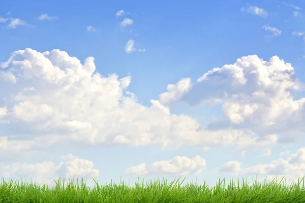 Ecology background: a green grass stripe on natural blue sky landscape background.
