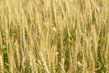 alanında altın buğday kulakları