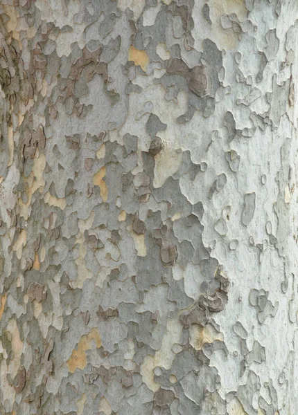 Abstrakter Hintergrund Der Baumrinde — Stockfoto