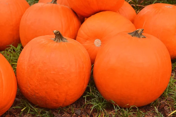 Orange Pumpkins Farm Field — Stock Photo, Image