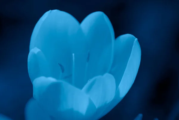 Krásný Modrý Tulipán Květina Zavřít — Stock fotografie