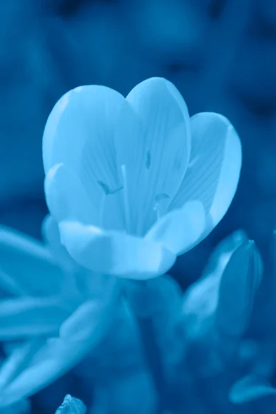 Modrý Květ Zahradě — Stock fotografie
