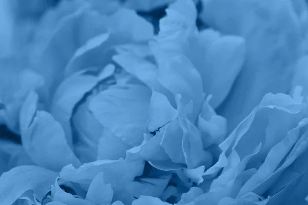 Krásný Pivoňkový Květ Modrých Barvách — Stock fotografie