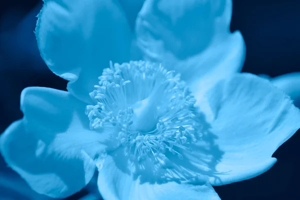 Blaue Blume Garten — Stockfoto