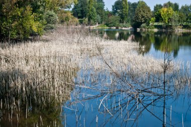 Nehir ve ağaçlarla dolu güzel bir manzara 