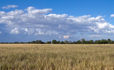 Kırsalda buğday tarlası 
