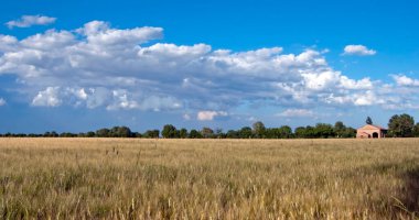 Kırsalda buğday tarlası 