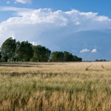 Gündüz vakti buğday tarlası 