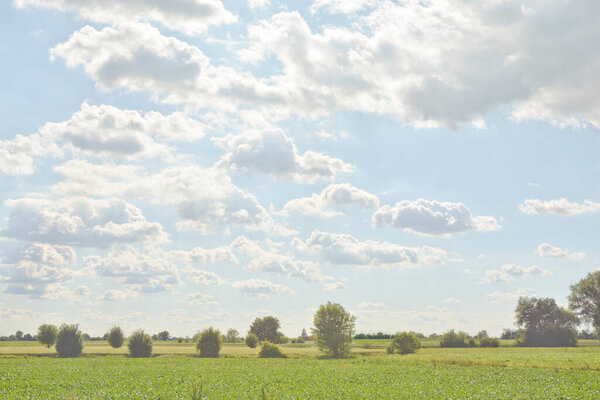 зеленое поле и голубое небо