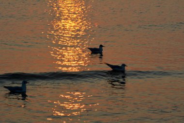 Gün batımında deniz suyunda martılar.