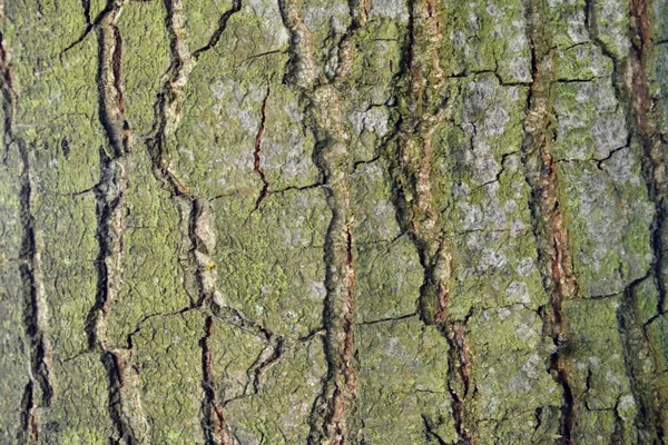 Árbol Corteza Textura Fondo — Foto de Stock