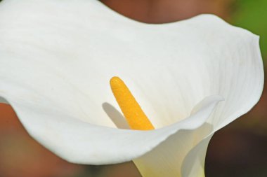 Beyaz bir zambak çiçeğine yaklaş