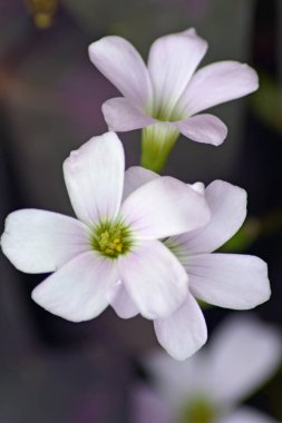 Bahçedeki güzel çiçekler