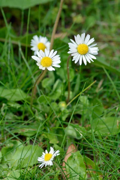 White Daisies Green Grass — Stock Photo, Image