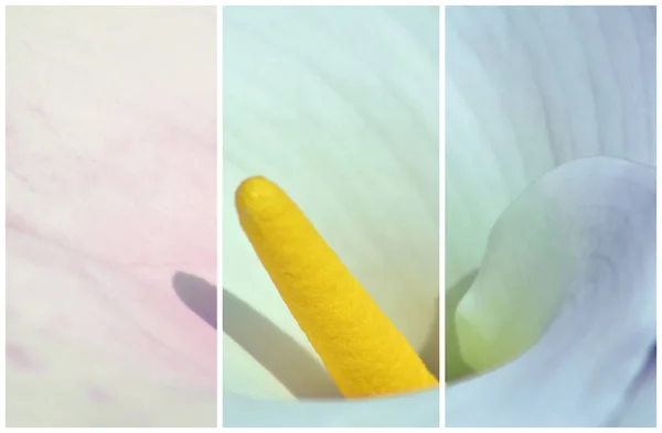 Nahaufnahme Von Weißen Blume Blumigem Hintergrund — Stockfoto