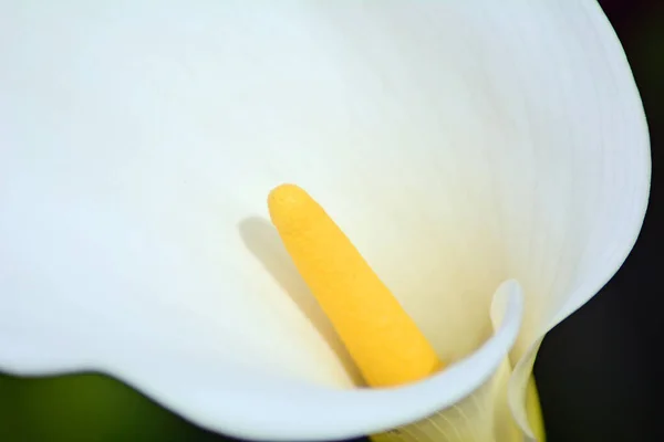 Krásná Bílá Květina Zahradě — Stock fotografie