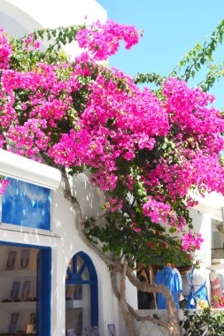 Santorini adasındaki Oia köyü, Cyclades adaları Ege denizi, Yunanistan. Beyaz binalar ve tipik çiçeklerle sokak manzarası. 