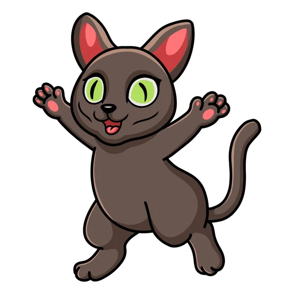 Ilustración Vectorial Dibujos Animados Lindo Gato Korat Levantando Las Manos — Vector de stock