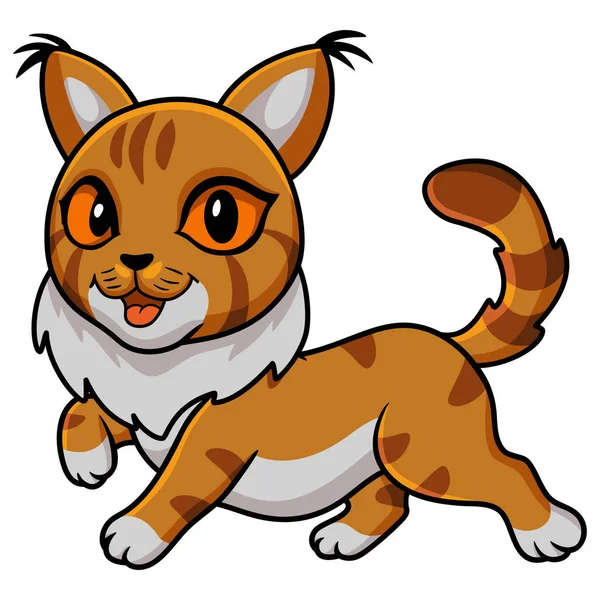Wektor Ilustracja Cute Maine Coon Kot Kreskówka — Wektor stockowy