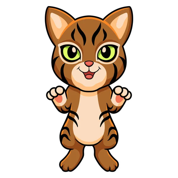 Vector Illustration Cute Pixie Bob Cat Cartoon — Stock Vector